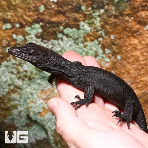 Monitors for sale – Monitor Lizards for Sale · Water Monitor for Sale. $149.99 Add to cart · Savannah Monitor for Sale. $49.99 Add to cart · Argus Monitor for ...